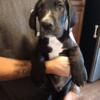 Great Dane puppies available