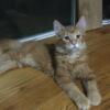 Lancelot;Big Red Maine coon Male,