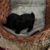 Maltipoo Puppies