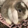 Holland lop Chestnut buck, White Ear, chocolate, dilute and Vienna carrier