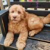 Mini Goldendoodles
