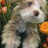 Parti blue eyed female yorkie