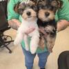 Yorkie poo