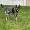 Looking to Rehome 2 year old male blue healer