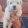 (Morkie puppies ) they are a mixed between a yorkie and a Maltese