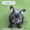 French Bulldog Blue Male Puppy AKC paperwork