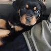 8 week old Rottweiler 