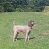 Akc Standard Poodle Available at Stud