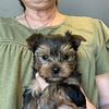 Yorkshire Terrier pups AKC Holland Michigan