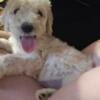 Goldendoodle pups ready