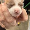 APRI Cream & White Male Chihuahua Puppy — Ready July 2 | Blue Woof Kennels