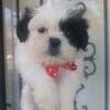 Shih Tzu Puppies (1 Female 3 Males ) Louisville kentucky Okolona Higview Area 