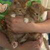 Kittens for Rehoming