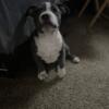 American bully up for sale pet Home Female
