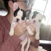 8 week old Frenchton puppies