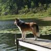 Old-Time Scotch Collies