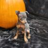 Blue/Tan Miniature Pinscher