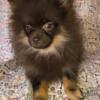 Chocolate Female Pomeranian