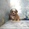 Toy and Teacups Poodle puppies for sale 