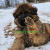 German Shepherd puppy 