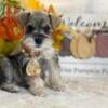 AKC Health Tested Miniature Schnauzer Female Puppy