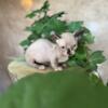 Stunning Male Hairless Dwelf Kitten Ready now