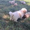 1 Cavapoo puppy left for sale.