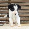 Purebred Border Collie Puppies