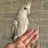 New Cockatiel  BABIES AVAILABLE