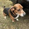 4 Year Old Pure Bred Beagle Male
