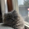 Gorgeous Male Blue Persian Kitten- Adopted-