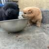 Purebred Chow Chow Puppies