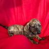 ISO Cream Brindle Dachshund