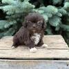 CKC Shihtzu puppies!!!