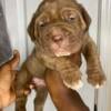 Male Mastiff puppies