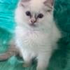 Ragdoll Kittens, TICA Registered