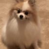 Pomeranian free to good home