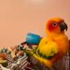 Sun conure - 3 years old