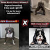 American pocket bullys puppies for sale!