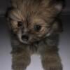 Pomeranian sable Vaccinated playful sweet adorable fluffy black brown tan gray wolf pup puppy