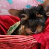 Male Yorkie