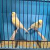 Amazing yellow canaries available