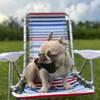 Full AKC Registration VERY HEALTHY Female Platinum Merle Frenchie - Ruby (moving)
