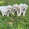 akc golden retriever puppies