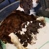 English Springer Spaniel Puppies