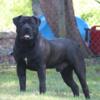 Nice Black Boerboel Male!