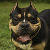 Male Standard American Bully