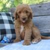 F1 Goldendoodle Warren Male