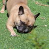 Adult Male French Bulldog