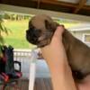 Beautiful AKC French Bulldog puppies